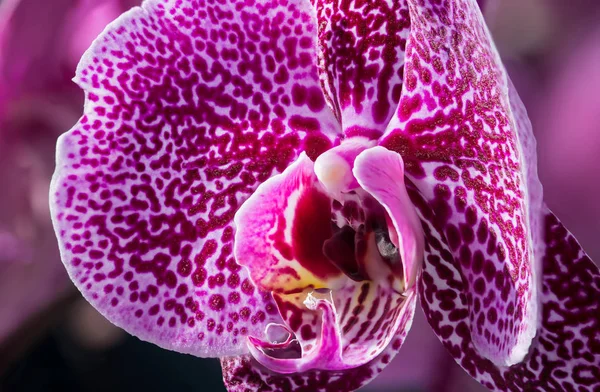 En skönhet i form och färg-fläckig Phalaenopsis — Stockfoto