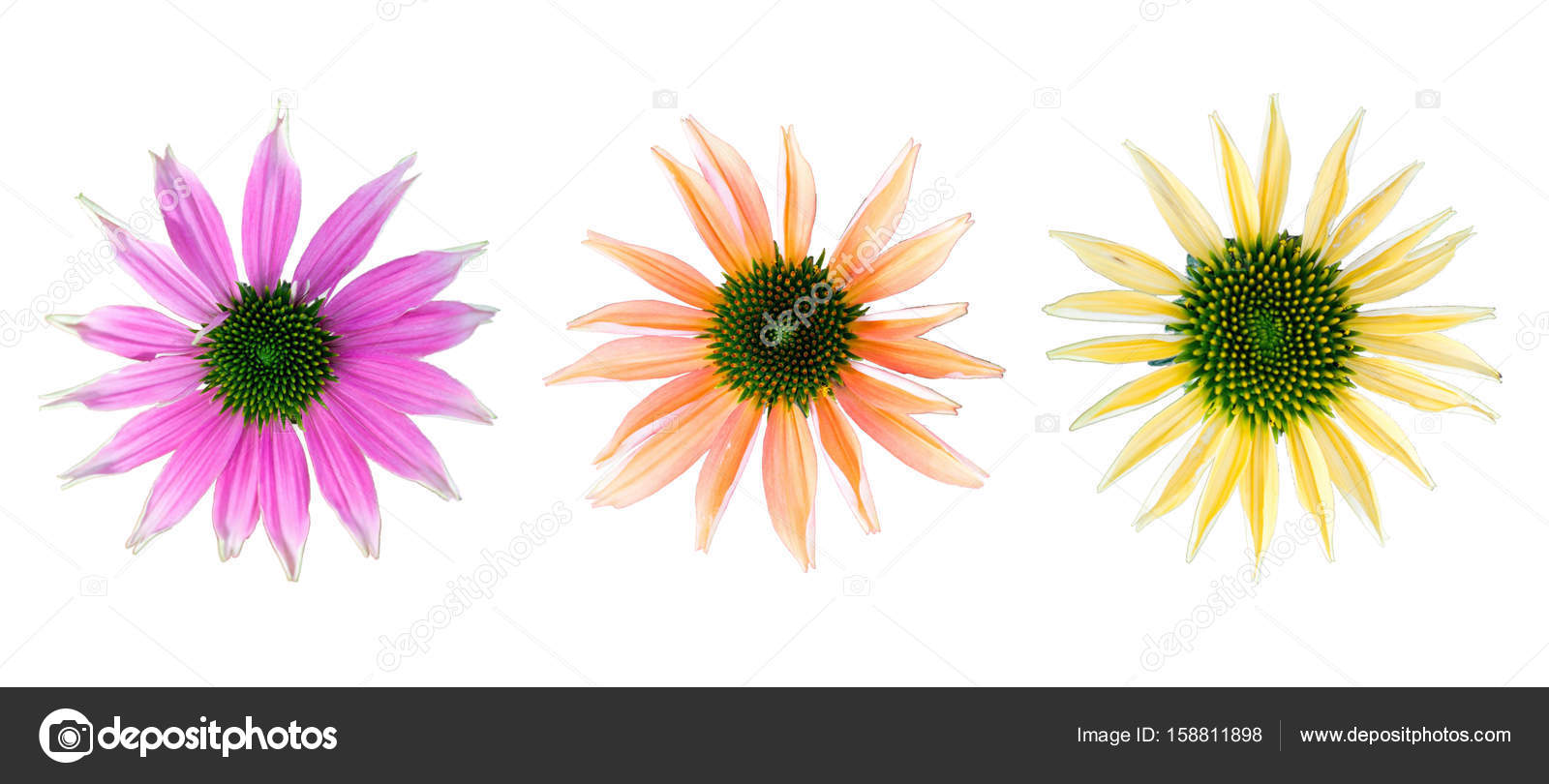 blommor i olika färger blommor i olika färger