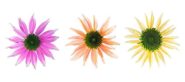 Set of flowers with different colors - coneflower with different colors on white background — Stock Photo, Image