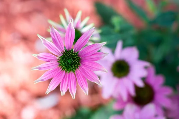 Pink-colored coneflower - The flower of the summer — Stock Photo, Image