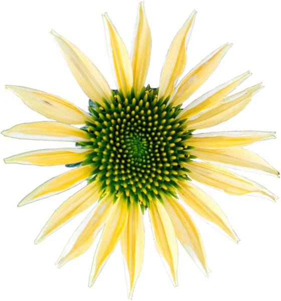 Yellow coneflower - The flower of summer on white background — Stock Photo, Image