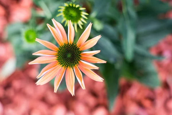 Turuncu renkli coneflower - yaz çiçek