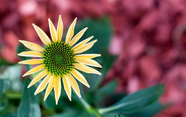 Sarı coneflower - yaz çiçek Telifsiz Stok Imajlar