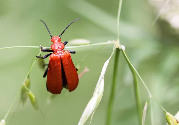 Colorful beetle - red headed fire-colored beetle — Stock Photo, Image