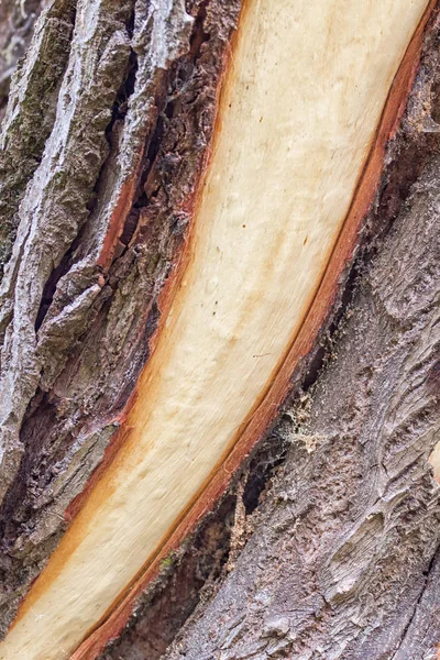 Κορμό του δέντρου με ανεξάρτητη φλοιός - θύελλα διάλειμμα μετά από μια καταιγίδα — Φωτογραφία Αρχείου