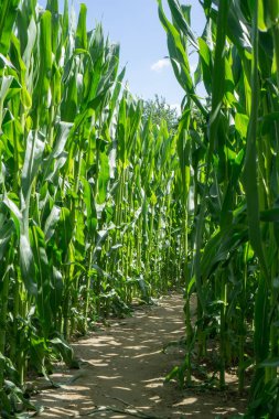 Mısır labirentinde - Mısır tarlasında yaz güneşi