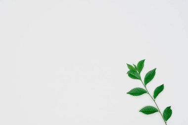 Kağıt ve yapraklardan oluşan yaratıcı bir düzen. Asgari doğa