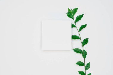 Kağıt ve yapraklardan oluşan yaratıcı bir düzen. Asgari doğa