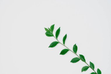 Kağıt ve yapraklardan oluşan yaratıcı bir düzen. Asgari doğa