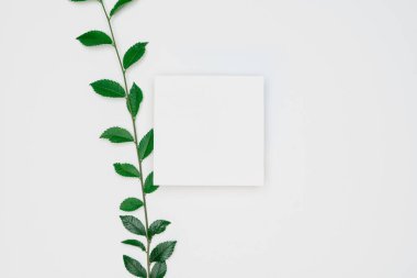 Kağıt ve yapraklardan oluşan yaratıcı bir düzen. Asgari doğa