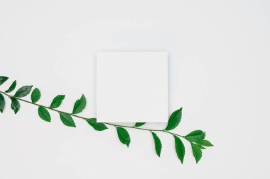 Kağıt ve yapraklardan oluşan yaratıcı bir düzen. Asgari doğa