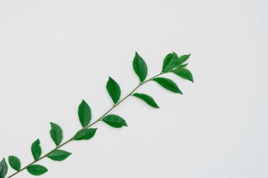 Kağıt ve yapraklardan oluşan yaratıcı bir düzen. Asgari doğa