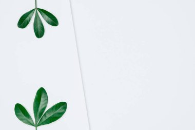 Kağıt ve yapraklardan oluşan yaratıcı bir düzen. Asgari doğa