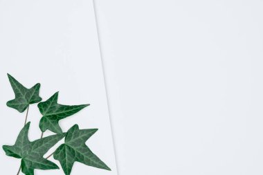 Kağıt ve yapraklardan oluşan yaratıcı bir düzen. Asgari doğa