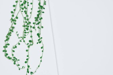 Kağıt ve yapraklardan oluşan yaratıcı bir düzen. Asgari doğa