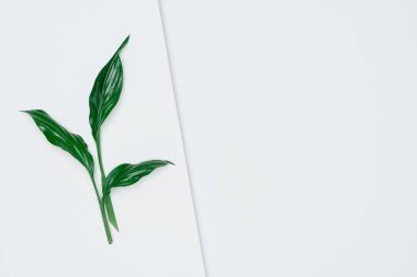 Kağıt ve yapraklardan oluşan yaratıcı bir düzen. Asgari doğa