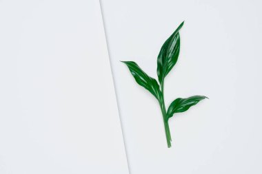 Kağıt ve yapraklardan oluşan yaratıcı bir düzen. Asgari doğa