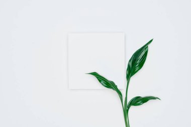 Kağıt ve yapraklardan oluşan yaratıcı bir düzen. Asgari doğa