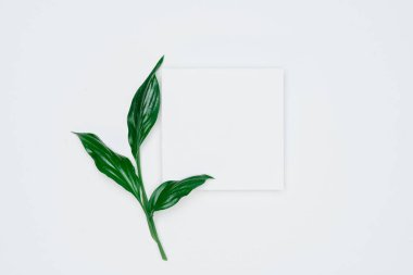 Kağıt ve yapraklardan oluşan yaratıcı bir düzen. Asgari doğa