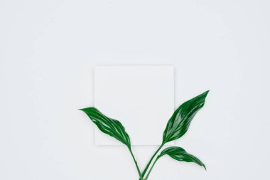 Kağıt ve yapraklardan oluşan yaratıcı bir düzen. Asgari doğa