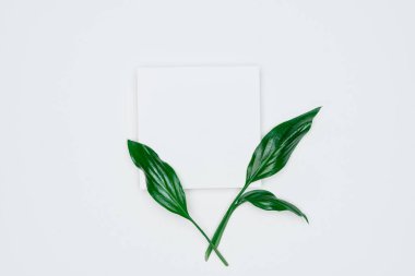 Kağıt ve yapraklardan oluşan yaratıcı bir düzen. Asgari doğa