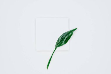 Kağıt ve yapraklardan oluşan yaratıcı bir düzen. Asgari doğa