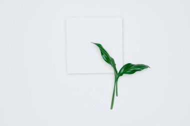 Kağıt ve yapraklardan oluşan yaratıcı bir düzen. Asgari doğa