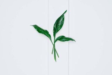 Kağıt ve yapraklardan oluşan yaratıcı bir düzen. Asgari doğa