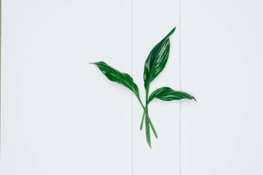 Kağıt ve yapraklardan oluşan yaratıcı bir düzen. Asgari doğa