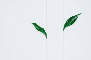 Kağıt ve yapraklardan oluşan yaratıcı bir düzen. Asgari doğa