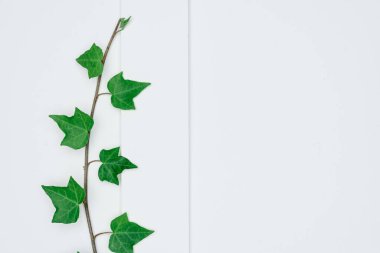 Kağıt ve yapraklardan oluşan yaratıcı bir düzen. Asgari doğa