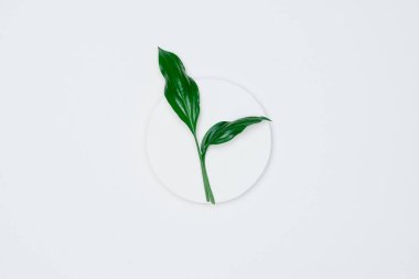 Kağıt ve yapraklardan oluşan yaratıcı bir düzen. Asgari doğa