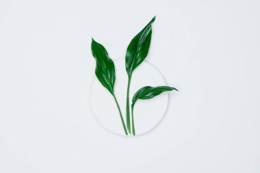 Kağıt ve yapraklardan oluşan yaratıcı bir düzen. Asgari doğa