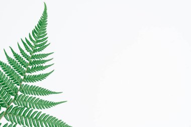 Kağıt ve yapraklardan oluşan yaratıcı bir düzen. Asgari doğa kavramı.