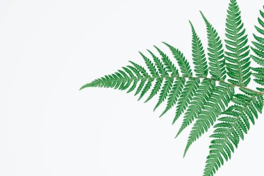 Kağıt ve yapraklardan oluşan yaratıcı bir düzen. Asgari doğa kavramı.