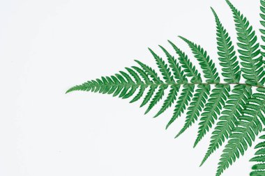 Kağıt ve yapraklardan oluşan yaratıcı bir düzen. Asgari doğa kavramı.