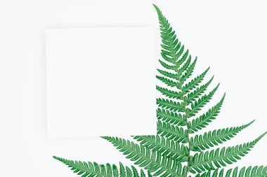 Kağıt ve yapraklardan oluşan yaratıcı bir düzen. Asgari doğa kavramı.