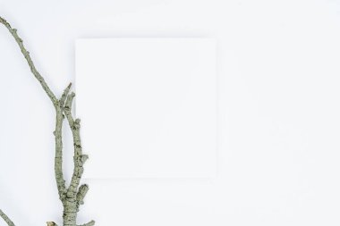 Kağıt ve yapraklardan oluşan yaratıcı bir düzen. Asgari doğa kavramı.