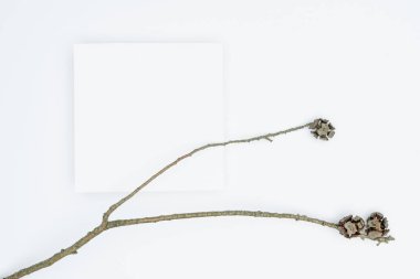 Kağıt ve yapraklardan oluşan yaratıcı bir düzen. Asgari doğa kavramı.