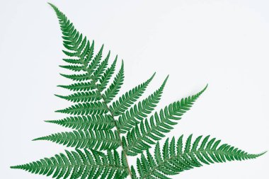 Kağıt ve yapraklardan oluşan yaratıcı bir düzen. Asgari doğa kavramı.