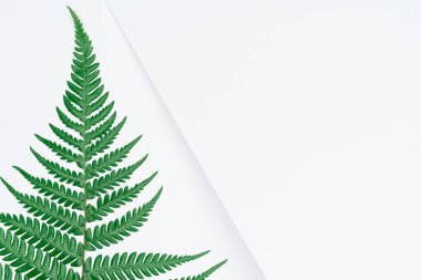 Kağıt ve yapraklardan oluşan yaratıcı bir düzen. Asgari doğa kavramı.