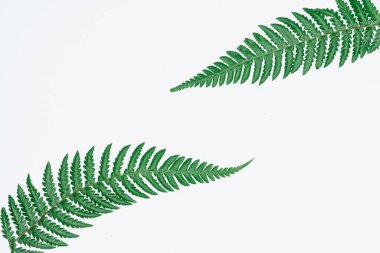 Kağıt ve yapraklardan oluşan yaratıcı bir düzen. Asgari doğa kavramı.