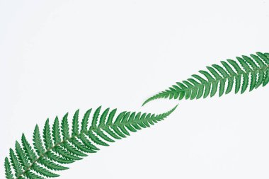 Kağıt ve yapraklardan oluşan yaratıcı bir düzen. Asgari doğa kavramı.