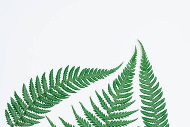 Kağıt ve yapraklardan oluşan yaratıcı bir düzen. Asgari doğa kavramı.