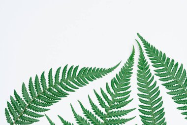 Kağıt ve yapraklardan oluşan yaratıcı bir düzen. Asgari doğa kavramı.