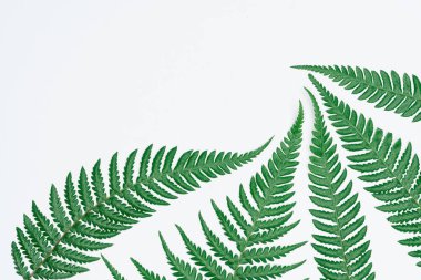 Kağıt ve yapraklardan oluşan yaratıcı bir düzen. Asgari doğa kavramı.