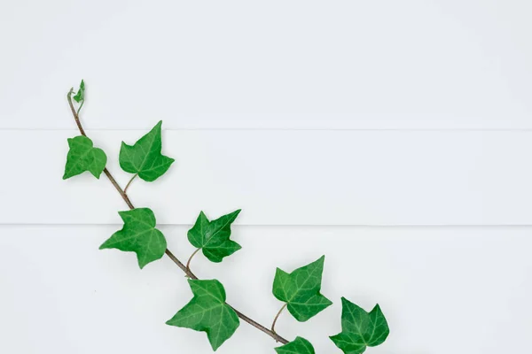 Kağıt ve yapraklardan oluşan yaratıcı bir düzen. Asgari doğa