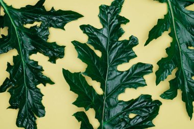 Sarı arka planda büyük yapraklar. Düz konum, üst görünüm, boşluk.