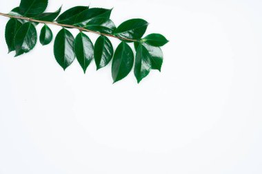 Beyaz arka planda yeşil yapraklar. Düz konum, üst görünüm, boşluk.