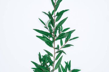 Beyaz arka planda yeşil yapraklar. Düz konum, üst görünüm, boşluk.